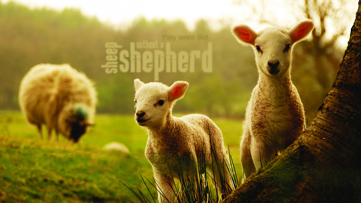 they were like sheep without a shepherd christian wallpaper hd_1366x768